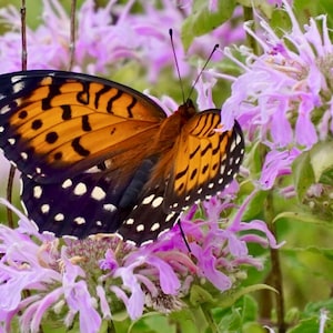 Bee Balm, Wild Bergamot Heirloom Monarda Herb Seeds