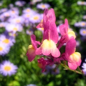 Fairy Bouquet Baby Snapdragon Heirloom Flower Seeds - Moroccan Toadflax, Easy to Grow, Quick to Bloom