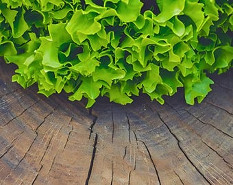 Salad Bowl Leaf Lettuce Heirloom Seeds - Organic, Non-GMO