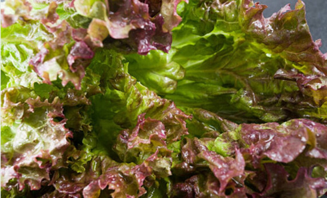 Heirloom Ruby Red Lettuce Seeds Vegetable Garden Organic Seed Etsy