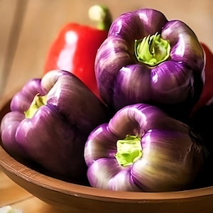 Purple Beauty Heirloom Sweet Bell Pepper Seeds