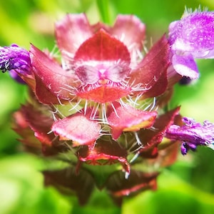 Self Heal (Heal All) 50+ Heirloom Seeds - Apothecary Gift, Herbal Remedy,  Medicinal Plant, Non-GMO Wildflower
