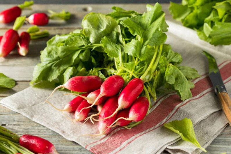 French Breakfast Heirloom Radish Seeds - Organic, Non-GMO image 5