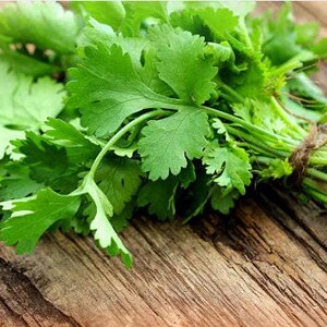 Slow Bolt Cilantro Seeds, Heirloom Herb (Non-GMO, Organic) image 5