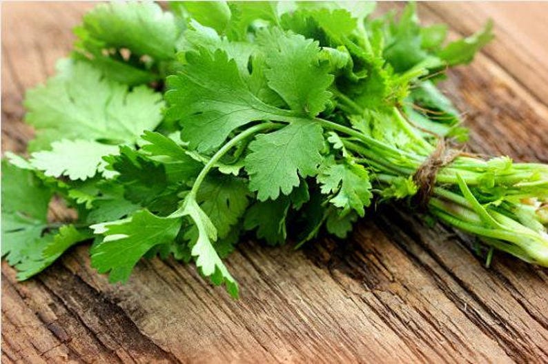 Slow Bolt Cilantro Seeds, Heirloom Herb (Non-GMO, Organic) image 5