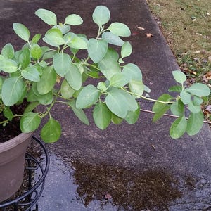 Ashwagandha 30+ Heirloom Seeds - Indian Ginseng, Ayurvedic Medicinal Herb, Open Pollinated, Non-GMO immagine 7