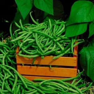 Heirloom Kentucky Wonder Pole Bean Seeds - Organic, Non-GMO