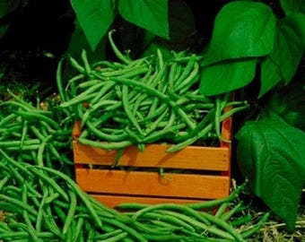 Heirloom Kentucky Wonder Pole Bean Seeds - Organic, Non-GMO