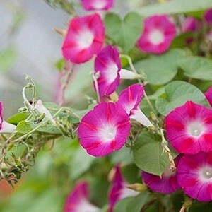 Heirloom Morning Glory Mixed Colors Flower Seed Organic Garden Non Gmo image 3