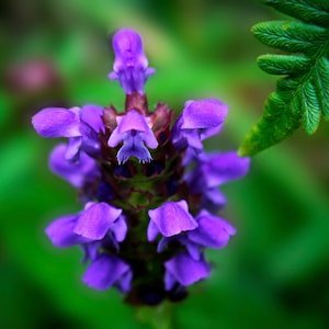 Self Heal (Heal All) Heirloom Herb Seeds