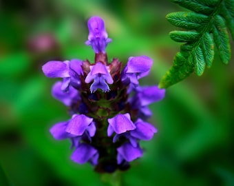 Self Heal (Heal All) Heirloom Herb Seeds