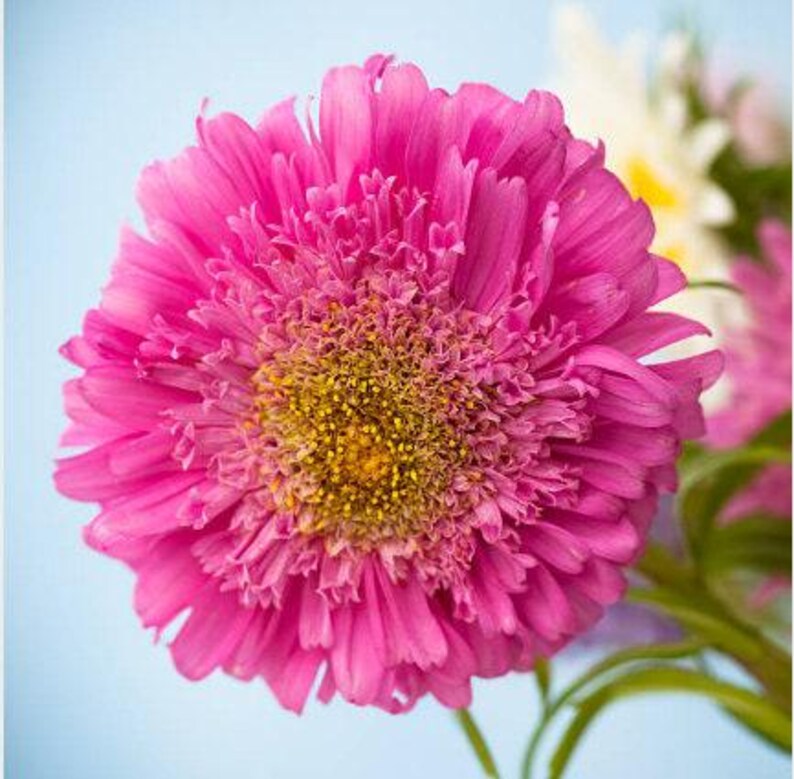 Powder Puff Aster Flower Seeds: Heirloom, Easy to Grow, Pollinator Friendly image 7
