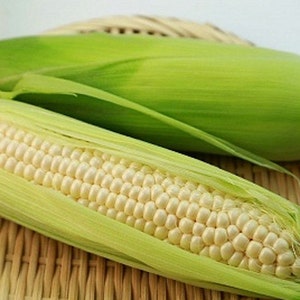 Country Gentleman Heirloom Sweet Corn Seeds Shoepeg, Organic, Open Pollinated, Non-GMO image 1