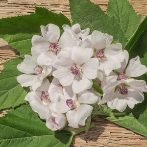 a bunch of white Medicinal Marshmallow flowers sitting on top of a wooden table