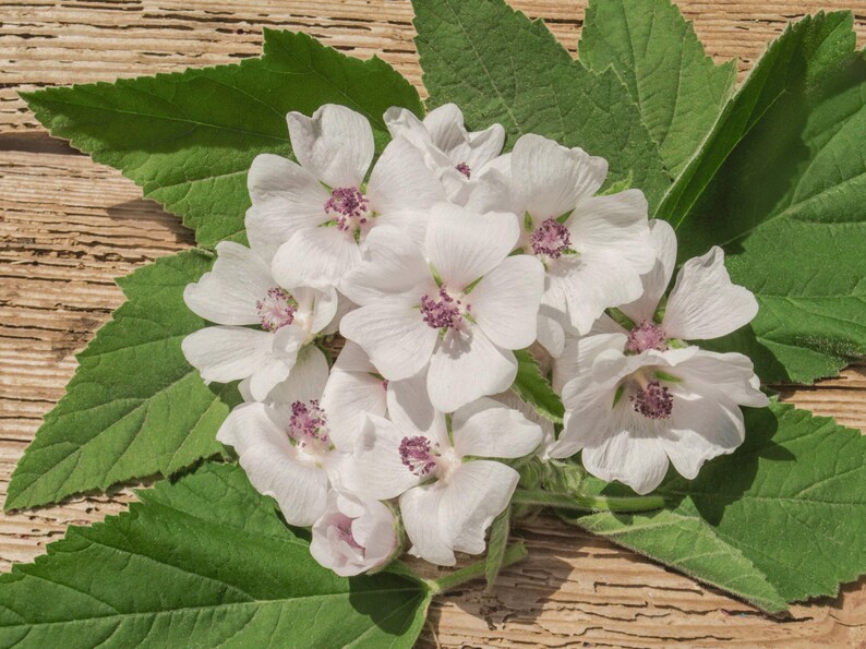 a bunch of white Medicinal Marshmallow flowers sitting on top of a wooden table