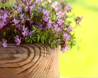 Creeping Thyme Seeds - Heirloom Herb Seeds, Thymus Serpyllum, Fragrant Ground Cover, Open Pollinated, Non-GMO