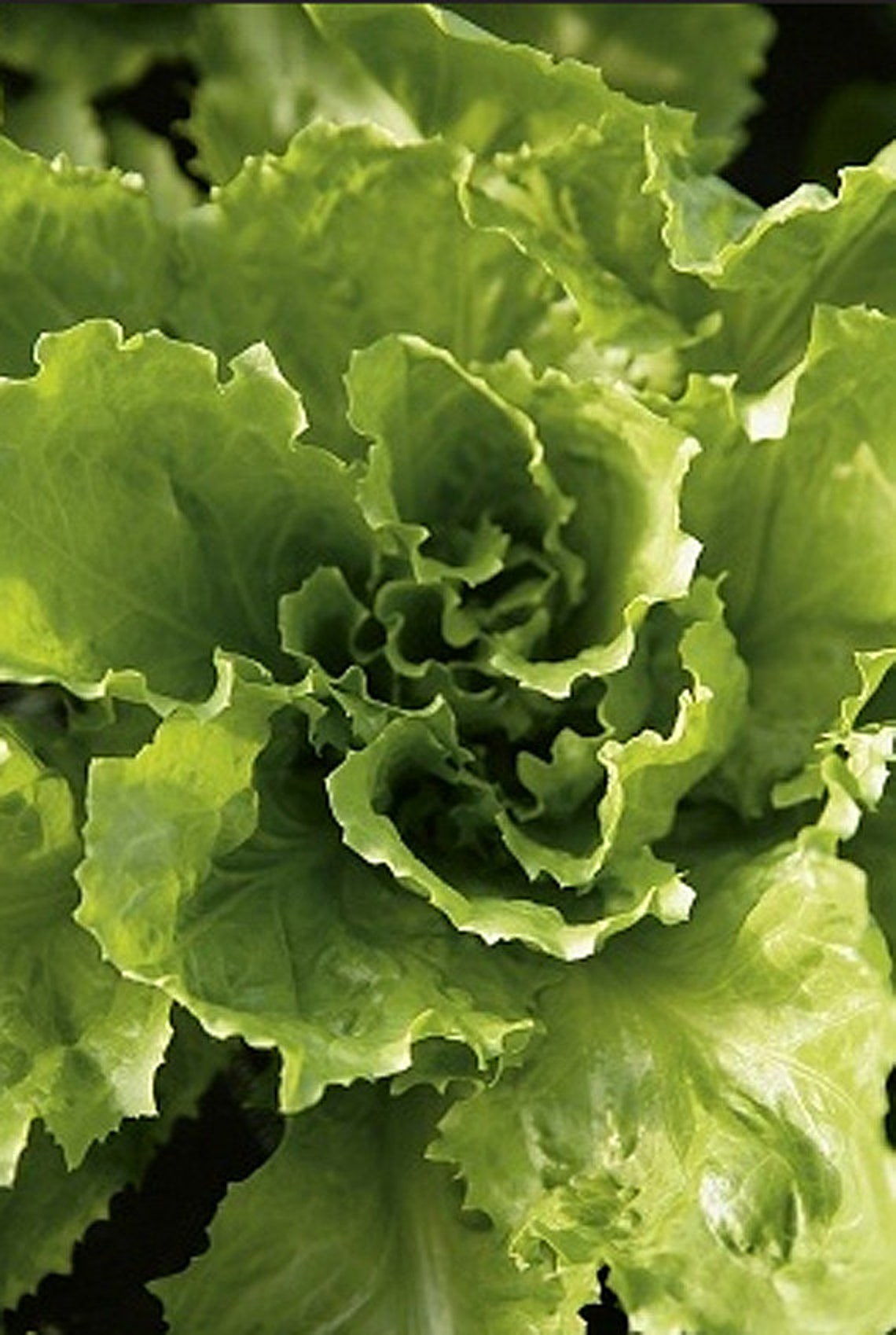 Heirloom Escarole Endive Vegetable Seed Garden Organic Non Gmo Etsy