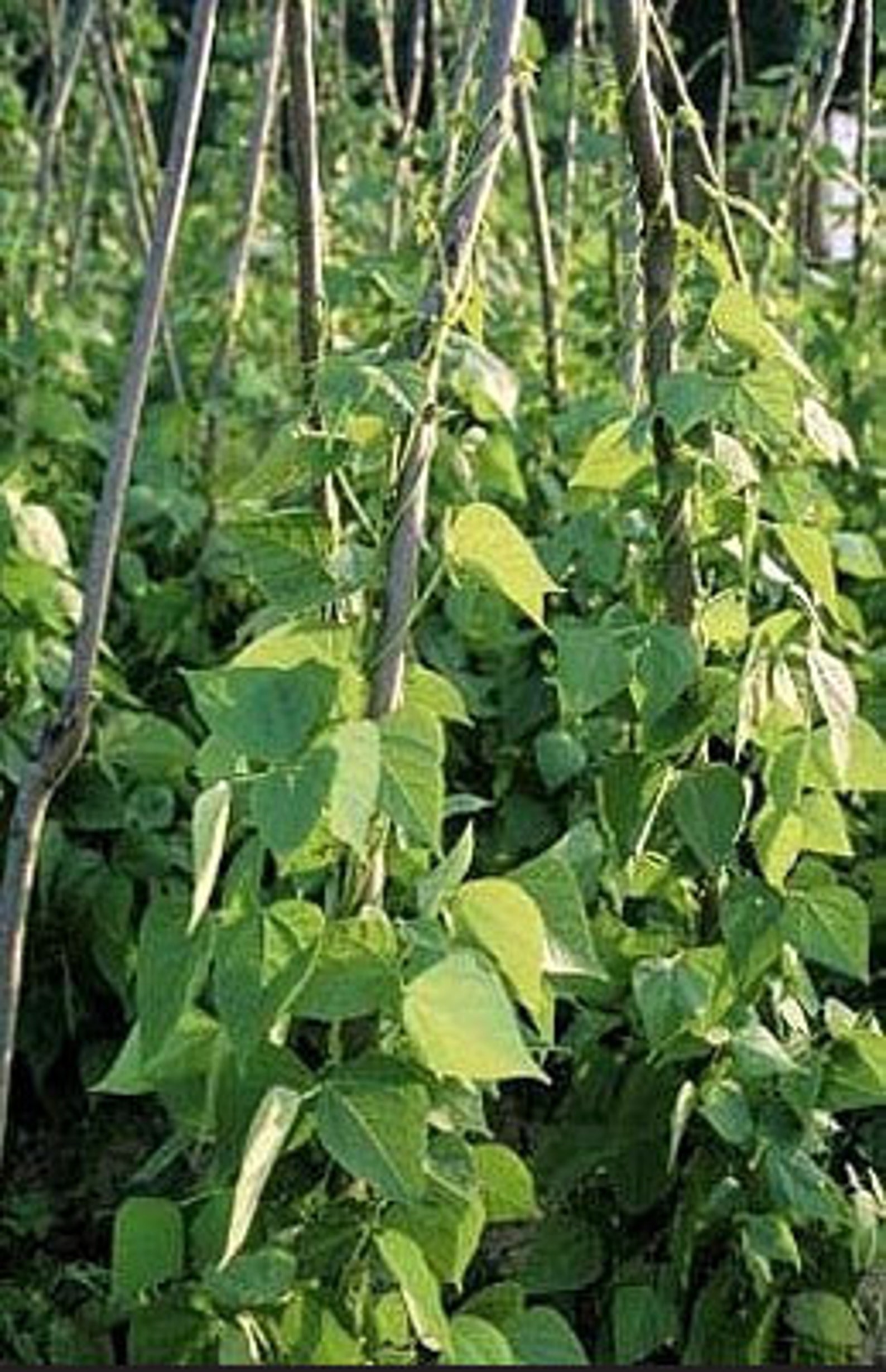 Heirloom Lima Bean, King of the Garden Seeds Pole Bean, Butter Beans