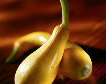 Straightneck Squash Seed, Heirloom, NON-GMO, Yellow Squash, 25 Seeds