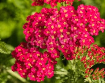 Heirloom Red Yarrow Organic Wildflower Seed Perennial or Herb Non Gmo Pollinator