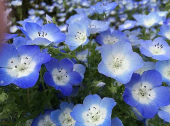 Heirloom Baby Blue Eyes Seeds Flower Garden Organic Wildflower Etsy