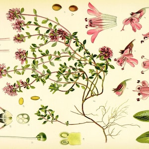 Creeping Thyme 300+ Seeds - Heirloom Herb, Culinary & Medicinal, Fragrant Ground Cover, Open Pollinated, Non-GMO image 3