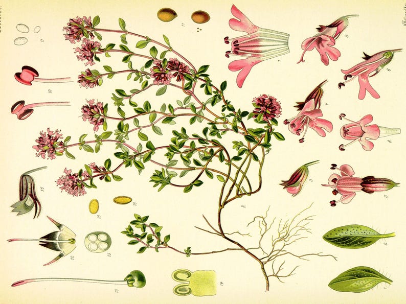 Creeping Thyme 300+ Seeds - Heirloom Herb, Culinary & Medicinal, Fragrant Ground Cover, Open Pollinated, Non-GMO image 3
