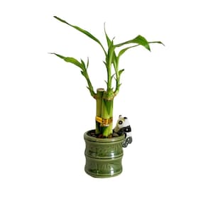 May include: A potted lucky bamboo plant with green stalks and leaves. The plant is in a green ceramic pot with a bamboo design. A small panda figurine is attached to the side of the pot.
