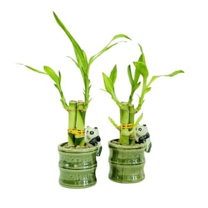 May include: Two lucky bamboo plants in green ceramic pots. Each pot has a panda bear figurine attached. The bamboo stalks are green with bright green leaves. The pots are round with a bamboo-like texture.