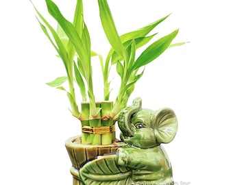 6-Stalk of 4" Small Lucky Bamboo Live Indoor Plant with Ceramic Vase, Live Indoor Lucky Bamboo for Home, Office and Gift