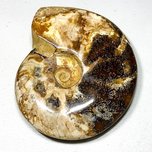 Ammonite Fossil | Ancient Sea Spiral | Earth Energy & Timeless Design | 1.8 lb