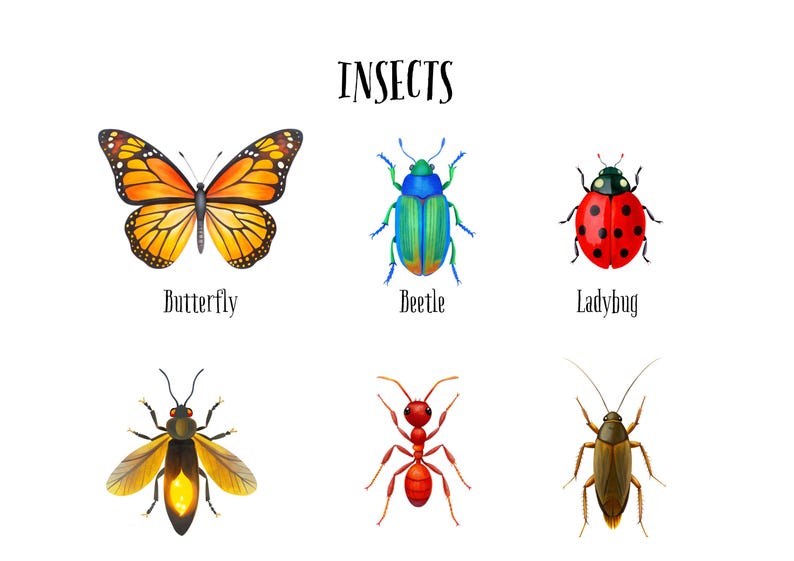 Insects Educational Poster for Kids, Nursery Wall Art, Insects Names ...