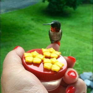 May include: A hand holds a red hummingbird feeder with yellow flower-shaped feeding ports. A hummingbird with a red throat perches on a finger.