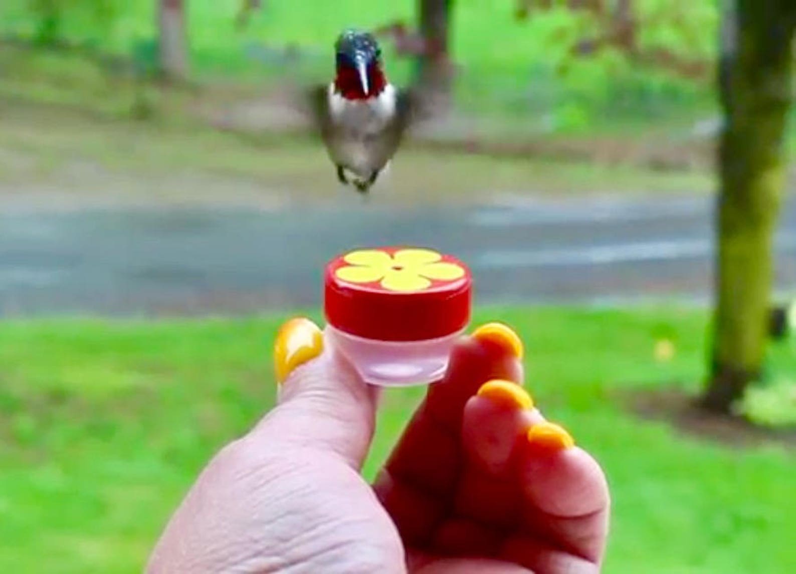 Trio of Hum-button™, Mini Hand Held Hummingbird Feeders New Style 2017 ...