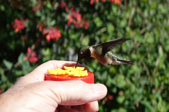 3 Hum Drum Hand Held Hummingbird Feeders On Lovely S Spiral Etsy