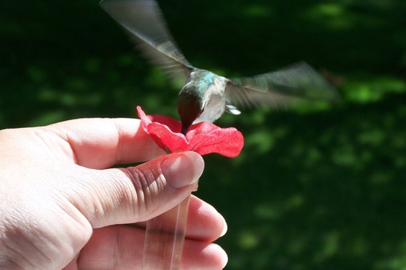 Hum Fi Window To Hand Held Hummingbird Feeder Set Of 2 Gift Etsy