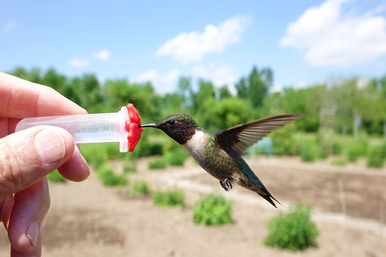 Red W Perch 1 Single Hum Button Mini Hand Held Hummingbird Feeder