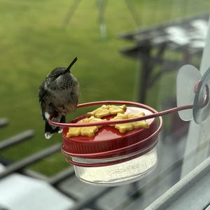 1  HUM-Drum™ & Window Perch 3 Port Mini Hand Held Hummingbird Feeders