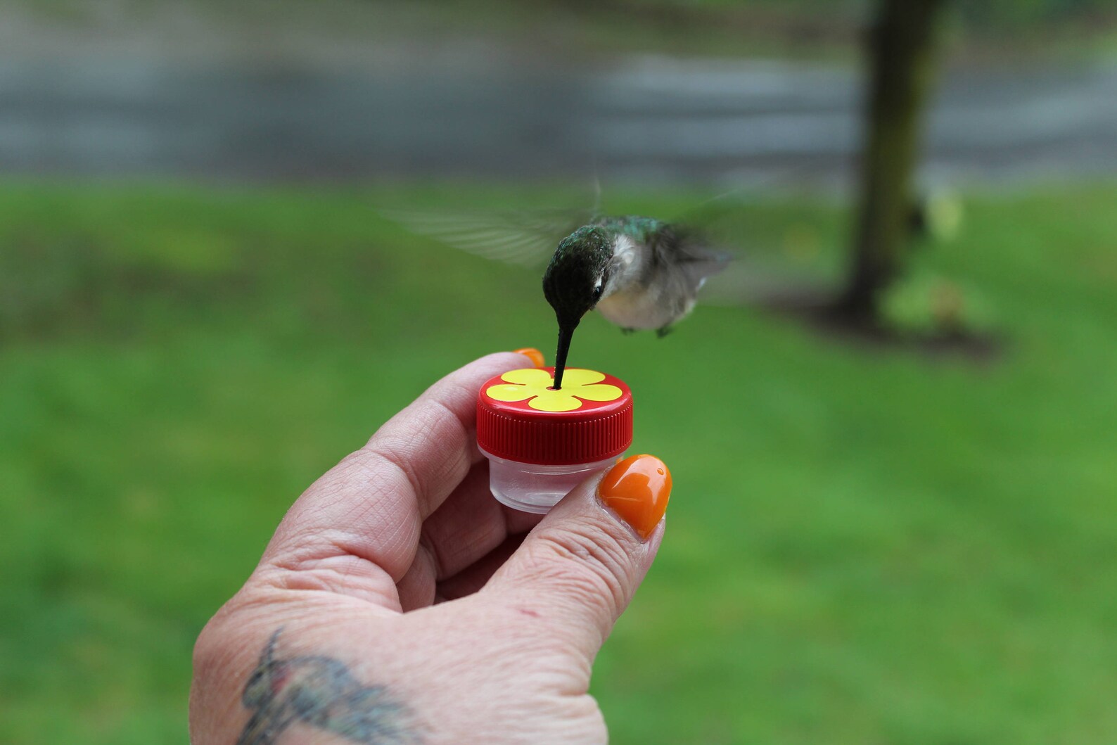Trio of Hum-button™, Mini Hand Held Hummingbird Feeders New Style 2017 ...