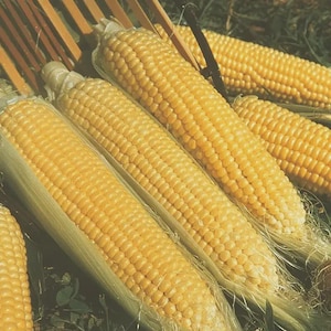 May include: Close-up of several ears of fresh corn on the cob, with bright yellow kernels and green husks. The corn is arranged in a slightly diagonal pattern, suggesting a harvest or market display. The image evokes a sense of freshness and natural produce.