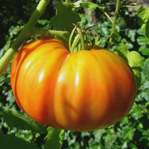 May include: A ripe, heirloom tomato with a vibrant orange hue, still attached to its green vine. The tomato's skin has a glossy sheen, and the surrounding foliage is a lush green. The tomato is a large, round shape.