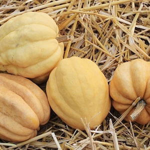 May include: An overhead shot of several pumpkins in various shapes and shades of yellow and orange. The pumpkins are resting on a bed of dry straw. The pumpkins have a smooth, textured surface.