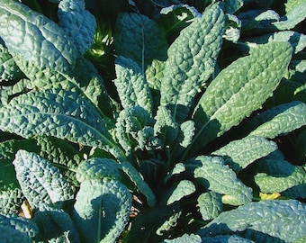 Lacinato Kale Seeds, Italian Dinosaur Kale, NON-GMO, Cruciferous, Free Shipping