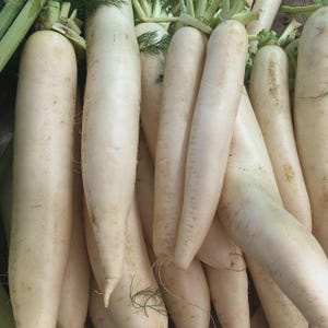 May include: A close-up shot of several white daikon radishes. The radishes are long, cylindrical, and have a creamy white color. Green leafy tops are visible at the top of the image. The radishes are fresh and appear to be ready for use.