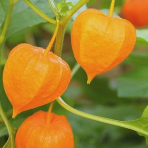 May include: Close-up of orange Chinese lantern fruits, Physalis alkekengi, hanging from green stems with leaves. The fruits have a papery, lantern-like structure, with a vibrant orange color. The background is blurred, highlighting the fruit.