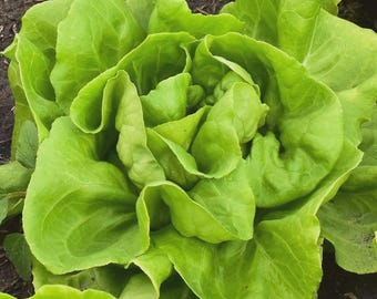 Buttercrunch Butterhead Lettuce Seeds, NON-GMO, Free Shipping