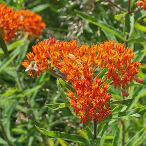 May include: A cluster of vibrant orange butterfly milkweed flowers with small, pointed petals arranged in dense, rounded umbels. A single honeybee is perched on the left side of the flower head, surrounded by slender, lance-shaped green leaves.