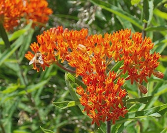 Butterfly Weed Seeds, Orange Milkweed, Pleurisy Root, Pollinators, Free Shipping