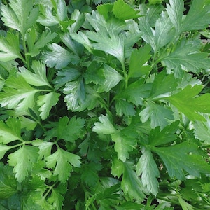 May include: Close-up of fresh, vibrant green parsley leaves. The leaves are deeply lobed and have a glossy texture, with visible veins. The image showcases the parsley's bright green color and detailed leaf structure, perfect for culinary use.