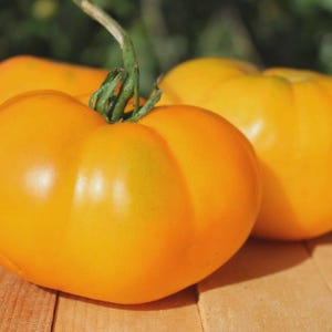 May include: Three ripe, golden-yellow tomatoes with a ribbed texture and green stems are arranged on a wooden surface. The tomatoes are in various stages of ripeness, with one in the foreground and two in the background.
